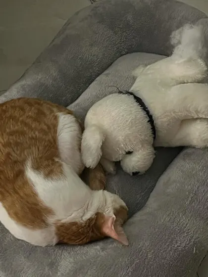 Puttu snuggling with her little teddy bear. So precious!