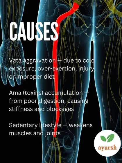 According to Ayurveda, the causes of Sciatica include Vata aggravation from factors like cold exposure or injury, and the accumulation of toxins (Ama) from poor digestion. A sedentary lifestyle also contributes by weakening muscles and joints.