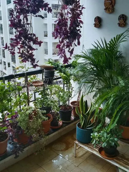 Another view of the balcony garden in BTM Layout. We arranged the plants at different heights using stands and hanging pots to make the space feel full and green from every angle.