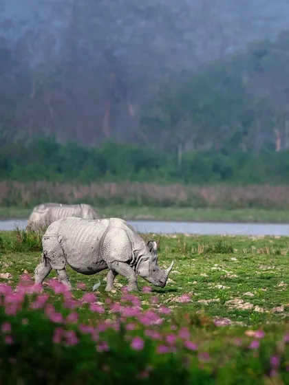 A massive one-horned rhinoceros grazes peacefully in a field of pink flowers. This wildlife shot beautifully contrasts the powerful animal with the delicate surroundings.