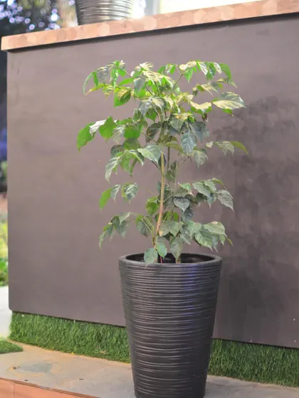 The same dark, ribbed planter shown with a tall plant, demonstrating how it can anchor a space next to a modern counter.