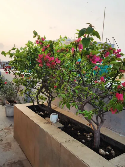 Another view of the terrace planter with Bougainvillea, showing how even a simple setup can transform a rooftop into a beautiful garden.