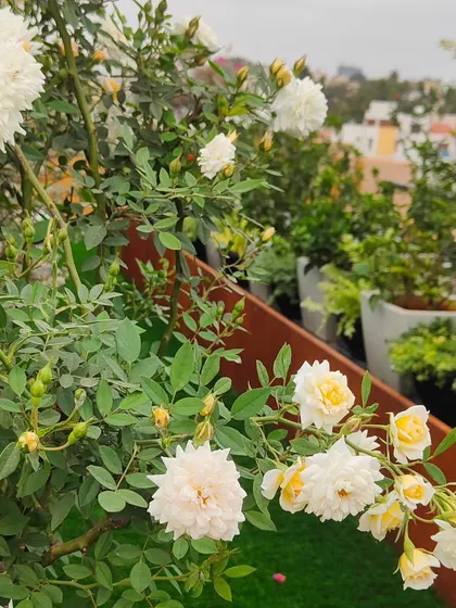 A branch of blooming white roses on a terrace, with other potted plants visible in the background, creating a layered garden effect.