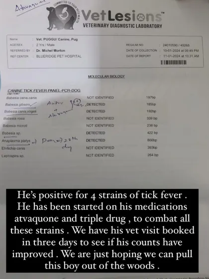 Puggu's PCR test results, showing he was positive for four strains of tick fever. This required intensive medication.