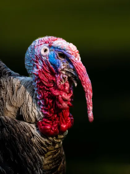 Even unconventional pets have a majestic quality. This portrait of a turkey highlights the surprisingly vibrant colours and intricate textures of its head and neck. My aim is to find the beauty and dignity in every animal I photograph.