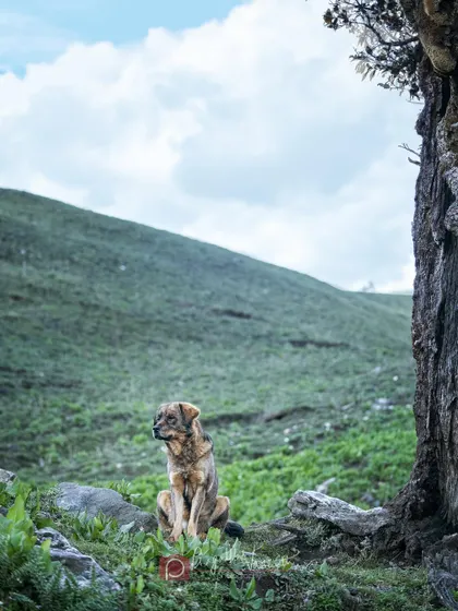A Himalayan sheepdog enjoying a moment of peace under a tree, watching over the meadows. It's a tough but beautiful life for these working dogs.