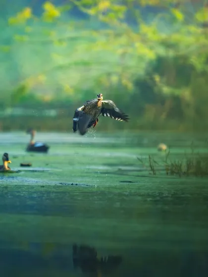 An Indian Spot-billed Duck takes flight from a wetland, creating a beautiful splash. The soft, painterly light gives the scene a dreamlike quality, capturing the harmony of the ecosystem.