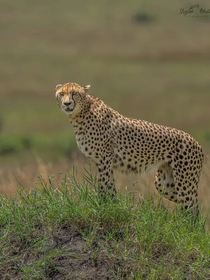 A cheetah pauses and looks back. The direct eye contact is what elevates this from a simple sighting to a powerful portrait. My gear ensures that even at a distance, the eyes are perfectly sharp.
