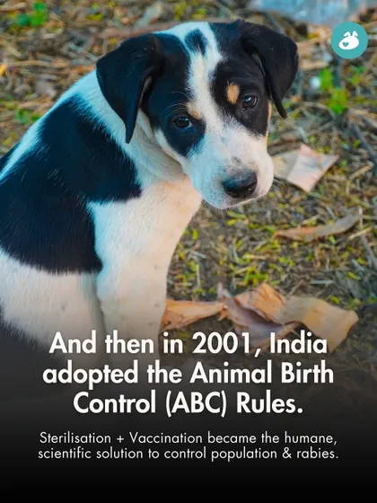 In 2001, India adopted the Animal Birth Control (ABC) Rules, shifting from culling to a humane, scientific solution for population and rabies control. This graphic highlights that landmark policy change.