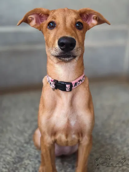 The soulful, trusting eyes of an Indie puppy. This is why I do what I do. My portrait sessions are about creating a calm space where your pet feels comfortable enough to let their true personality shine through for the camera.
