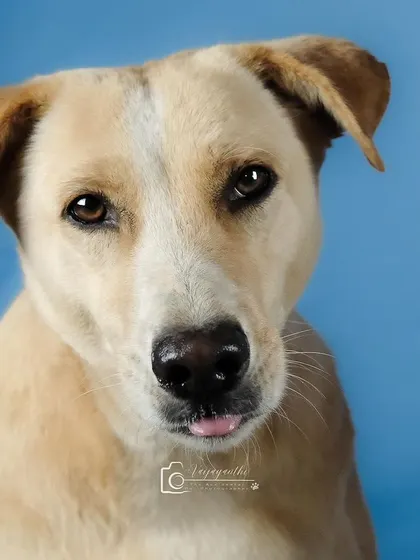 A sweet indie dog with a tiny "blep," looking directly at the camera. A simple, effective, and heartwarming portrait.