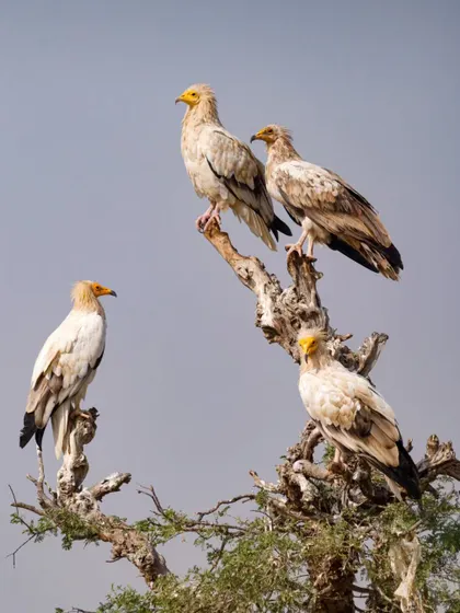 A group of Egyptian Vultures perched on a dead tree. These smaller vultures are known for their intelligence, including the use of tools like rocks to break open eggs.