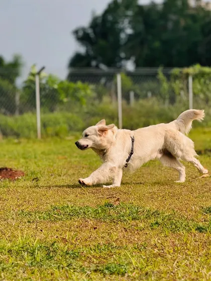 A golden retriever in mid-stride, fully absorbed in a run. This is the kind of natural exercise and enrichment we provide every day.