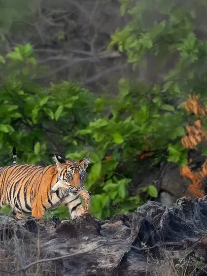 The Siddhababa female from Bandhavgarh navigating the rocky terrain of her territory.