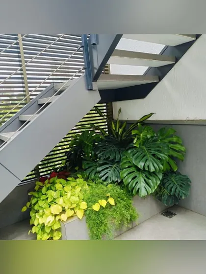 This under-staircase planter brings a burst of vibrant nature into a typically overlooked space. I used a mix of Monstera, money plants, and ferns to create a lush, textured composition that thrives in a semi-shaded environment.