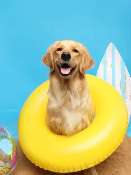 A water baby at heart! This golden retriever looks like she's floating on sunshine in this bright yellow floatie from our indoor beach day shoot.