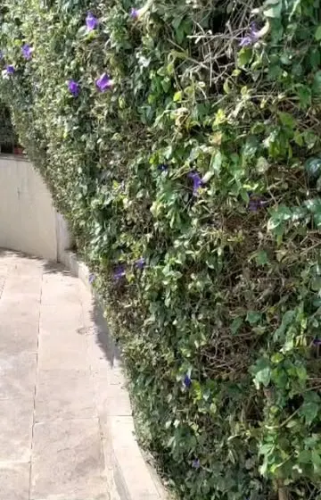 A beautifully maintained hedge wall full of lush green leaves and delicate purple flowers. Regular trimming keeps hedges like this dense, healthy, and looking their best.