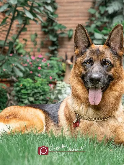Ruby the German Shepherd relaxing in the garden. The soft light and green foliage create a serene and beautiful setting for her portrait.