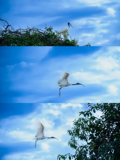 A sequence of shots showing a Black-headed Ibis taking flight. Capturing birds in motion requires a fast shutter and a bit of luck, resulting in dynamic nature photography.