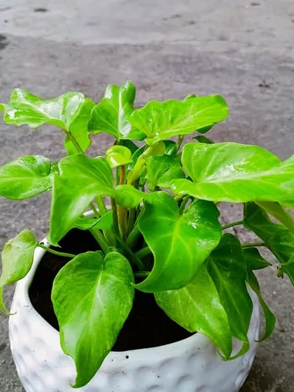 A close-up of a Syngonium plant in a textured white ceramic pot, perfect for a modern office desk. These plants are known for their air-purifying qualities and ease of care.