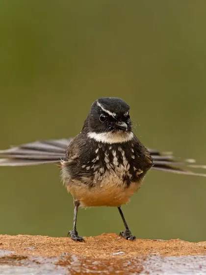 A White-browed Fantail flaring its tail, a characteristic behavior of this energetic little bird.