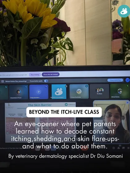 This image is from our 'Beyond the Itch' live class, an eye-opening session where pet parents learned how to decode skin issues with a veterinary dermatology specialist. It's an example of the expert-led education we provide.