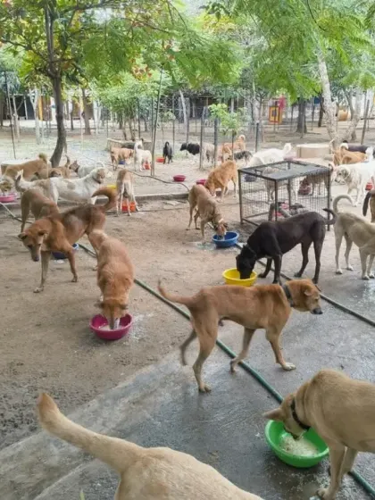 This is feeding time at VOSD. Every day, we prepare and serve over 3 tons of fresh, nutritious food to more than 1800 dogs. This massive undertaking is the foundation of their recovery and well-being.