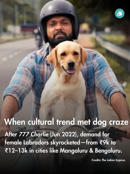After the movie "777 Charlie," the demand for female Labradors skyrocketed in cities like Mangaluru and Bengaluru, showing the powerful impact of media.