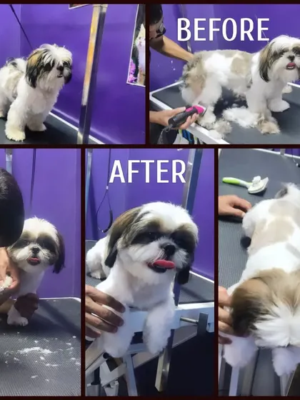 This collage captures the full spa day experience, from trimming and nail care to the final happy pose.
