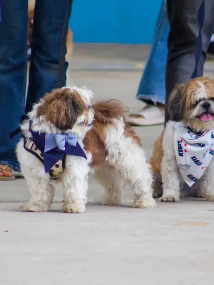 Two stylish Shih Tzus dressed in bandanas and bows at a pet show event we sponsored.