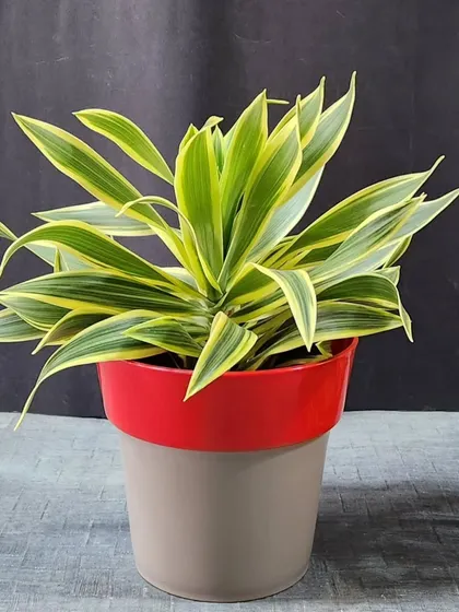 We often have special deals on popular indoor plants. Here is a Dracaena 'Song of India' in a two-toned pot, offered as part of a set.