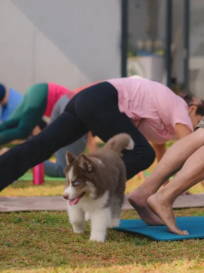 This little husky is on the move, exploring the yoga mats and making new friends.