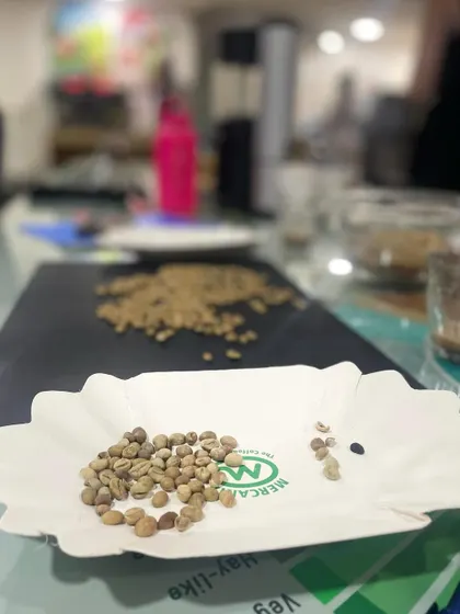 Sorting through green coffee beans to identify defects before roasting. This is a crucial first step in quality control.
