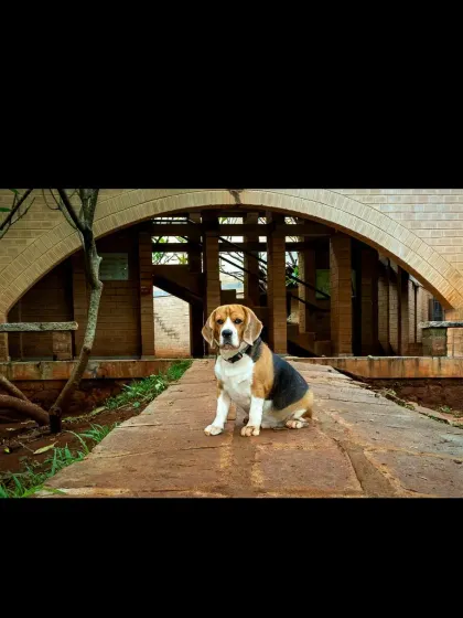 A wider shot of Scamp and the brick arches, showing how I use architectural elements to frame the subject and create a balanced composition.