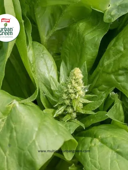 Knowing when to harvest is crucial for the best flavor. For spinach, you should harvest the leaves before the plant starts flowering (bolting), as the leaves can turn bitter afterward.