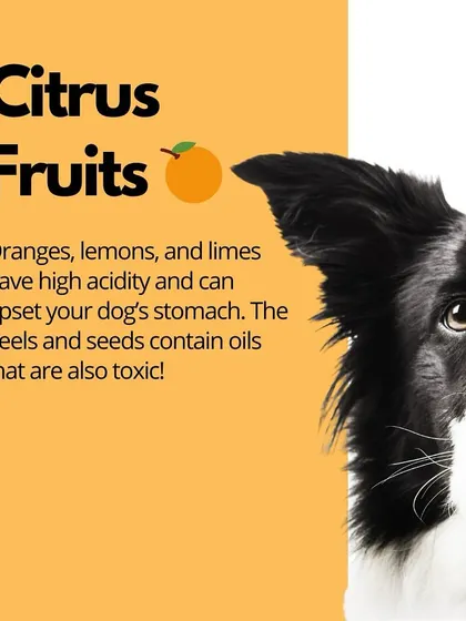 The high acidity in citrus fruits can upset a dog's stomach. The peels and seeds also contain oils that can be toxic, so it's best to skip them.