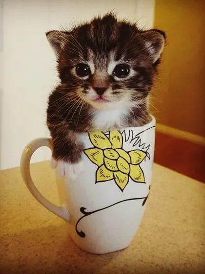 We believe feline friends are family too. This tiny, adorable kitten peeking out of a teacup represents the cats and kittens we help place in loving homes. We can guide you through the process of cat adoption.