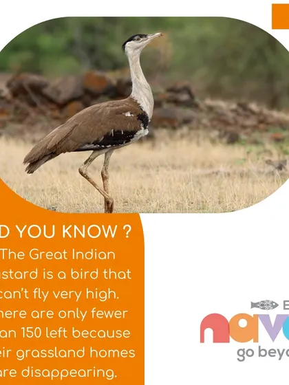 Learning about lesser-known species like the Great Indian Bustard highlights the fragility of grassland ecosystems. My workshops aim to build awareness about all forms of wildlife, big and small.