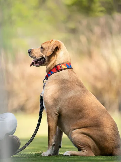 A strong, handsome dog looking off into the distance. The profile shot in a natural setting gives a sense of thoughtfulness and calm.