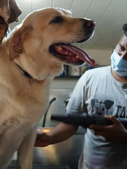 A proper blow dry is key to a healthy coat. Here's Felix the Labrador enjoying a warm drying session on our non-slip grooming table. Our professional dryers and techniques ensure your pet is safe and comfortable.
