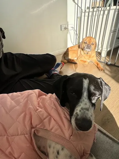 The three musketeers, Missy, Seven, and Ollie, relaxing peacefully together at home in Australia. This calm scene is the result of months of dedicated online behavior modification work.