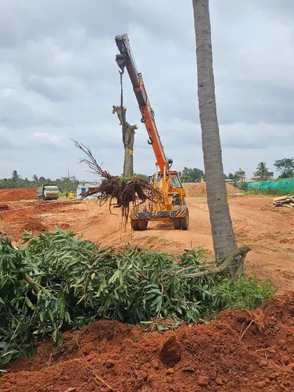 A wide view of a construction site where we are relocating a mature tree. Our services are often integrated into large development projects to preserve existing green assets.
