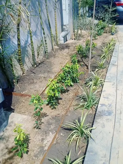 Planting in progress. Here, we are creating a natural privacy screen using bamboo and other shrubs along a driveway.
