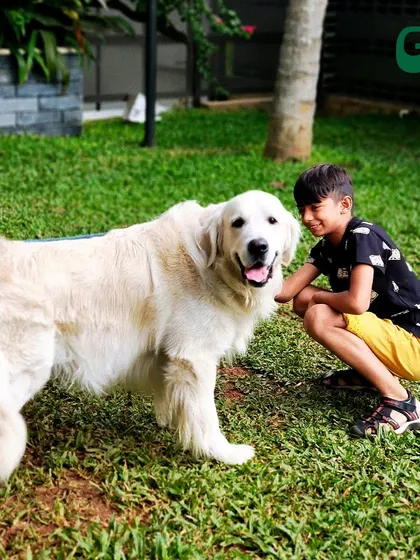 Little paws, little feet. A young boy making friends with a beautiful Golden Retriever in our garden.