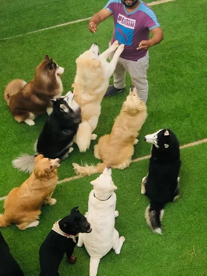 An aerial view of me and my pack. They are all looking up to me, and I will never let them down.