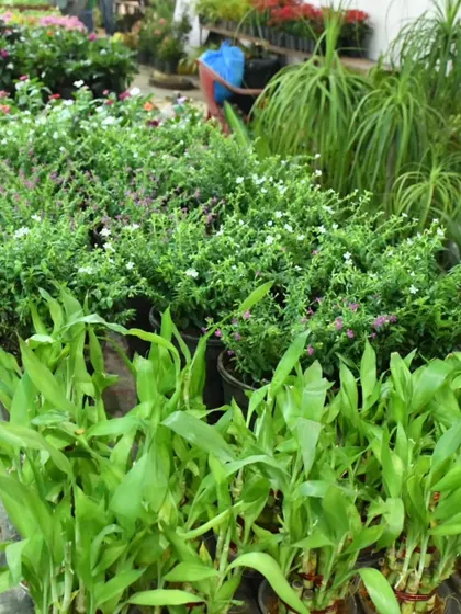 A close-up of the fresh and healthy plants available, including lucky bamboo and other popular green varieties, all ready to find a new home.