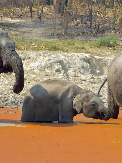 A family of elephants, with the calf partially submerged in the orange-tinted waterhole. This series documents their daily routines and interactions.