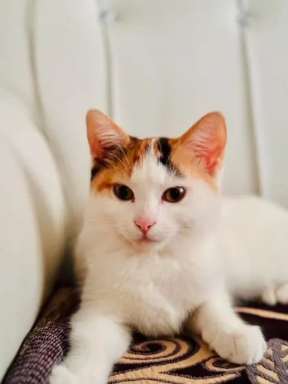 ADOPTED! Another portrait of the beautiful calico, now relaxing in her forever home.