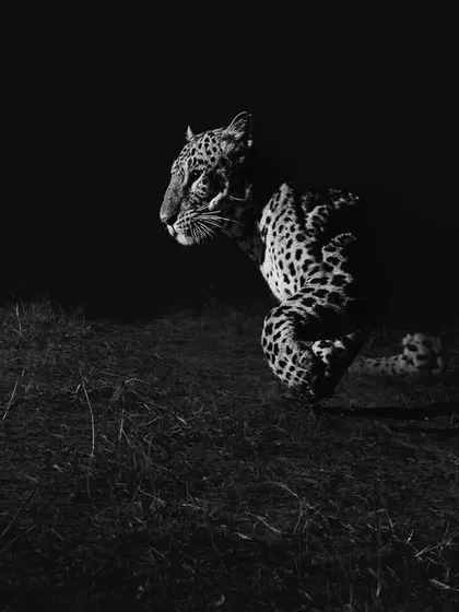 A high-contrast, black and white photograph of a leopard on the move at night, emphasizing its ghostly presence in the darkness of the Aravallis.
