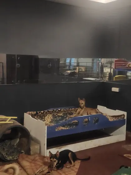 A dog claims his throne. This custom bed gives him a great view of the entire indoor facility.